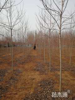 15公分美国红枫