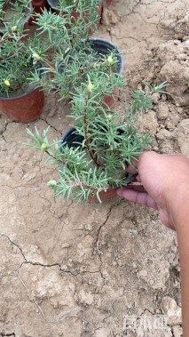 高度15厘米半枝莲