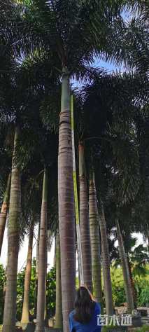 裸干高150厘米狐尾椰