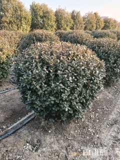 冠幅150厘米卫矛球