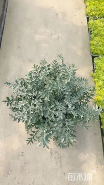 高度10厘米银叶菊