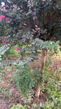 高度350厘米红花紫薇