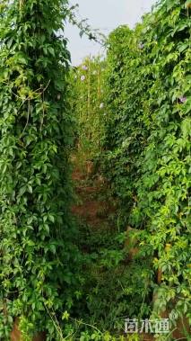 高度130厘米五爪金龙