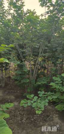 高度320厘米丛生紫荆