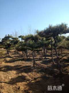 高度300厘米油松