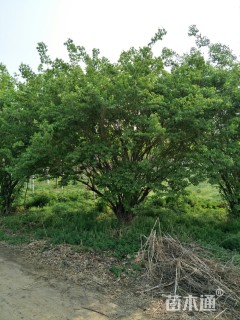 高度300厘米金银木球