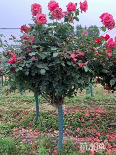 高度180厘米月季