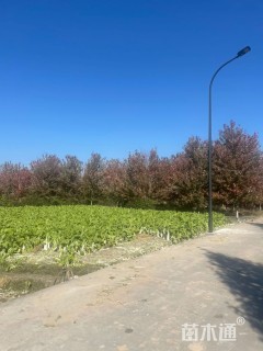 16公分美国红枫