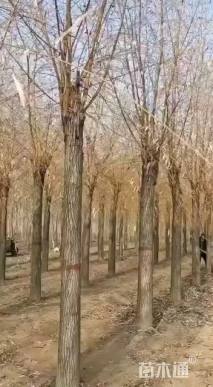 20公分金丝垂柳