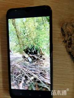 高度1.5厘米金弹子