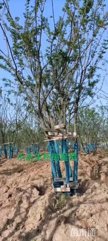 50公分丛生朴树