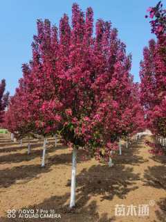 10公分绚丽海棠