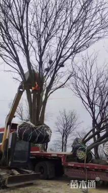 32公分(4杆)丛生黄连木