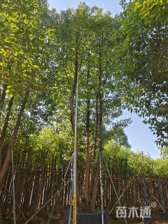 50公分(5杆)丛生香樟