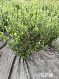 高度50厘米矮紫杉