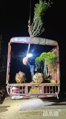 15公分乐昌含笑