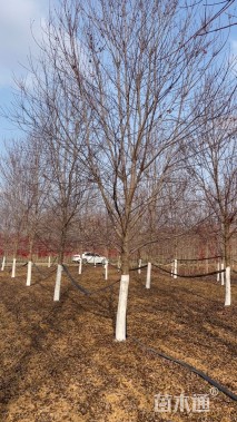 15公分美国红枫-红点