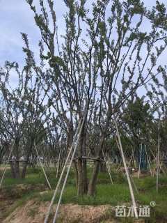 80公分丛生朴树