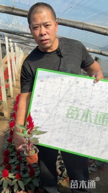 高度10厘米鸡冠花