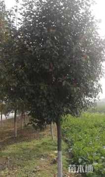 15公分红叶石楠