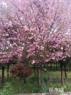 18公分日本晚樱