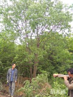 40公分丛生黄连木