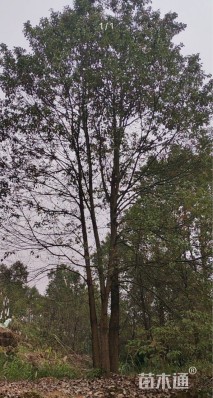 15公分(3杆)丛生香樟