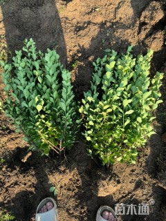 高度30厘米胶东卫矛