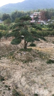 移栽苗造型罗汉松