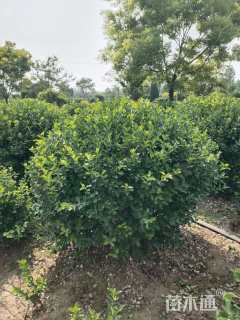 冠幅60厘米卫矛球