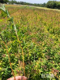 高度40厘米绣线菊