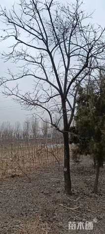 18公分柿树