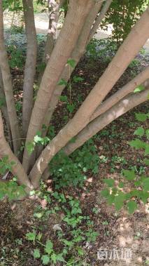 高度500厘米丛生茶条槭