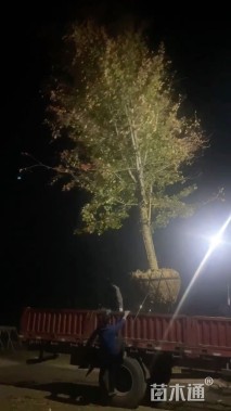 17公分美国红枫