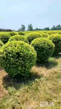 冠幅1.5厘米金叶女贞球