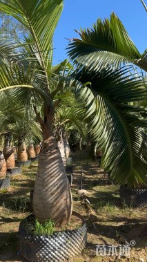 裸干高100厘米酒瓶椰子