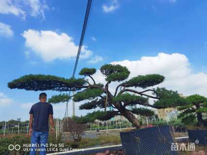 移栽苗造型罗汉松