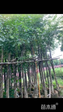 10公分桃花心木