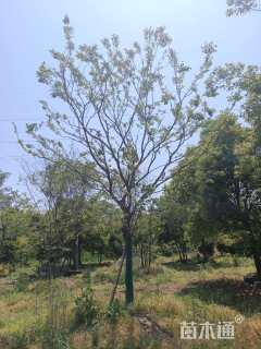 20公分朴树