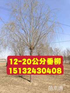 15公分垂柳