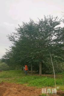 18公分高杆染井吉野樱