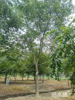 25公分朴树