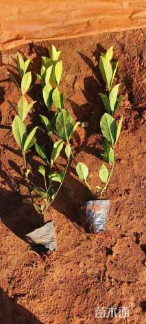 高度25厘米大叶栀子