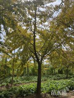 29公分嫁接银杏