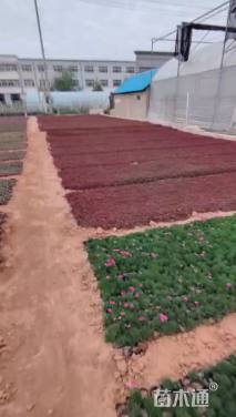 高度8厘米红景天