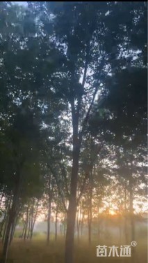 17公分美国红枫