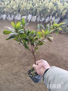 高度40厘米毛鹃小苗