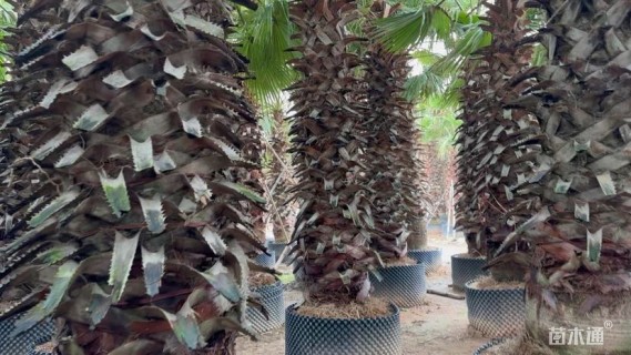 裸干高300厘米华盛顿棕榈