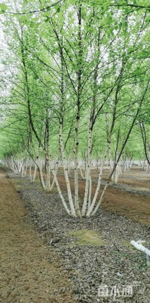 高度900厘米丛生河桦