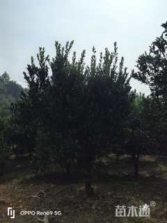 高度300厘米椪柑